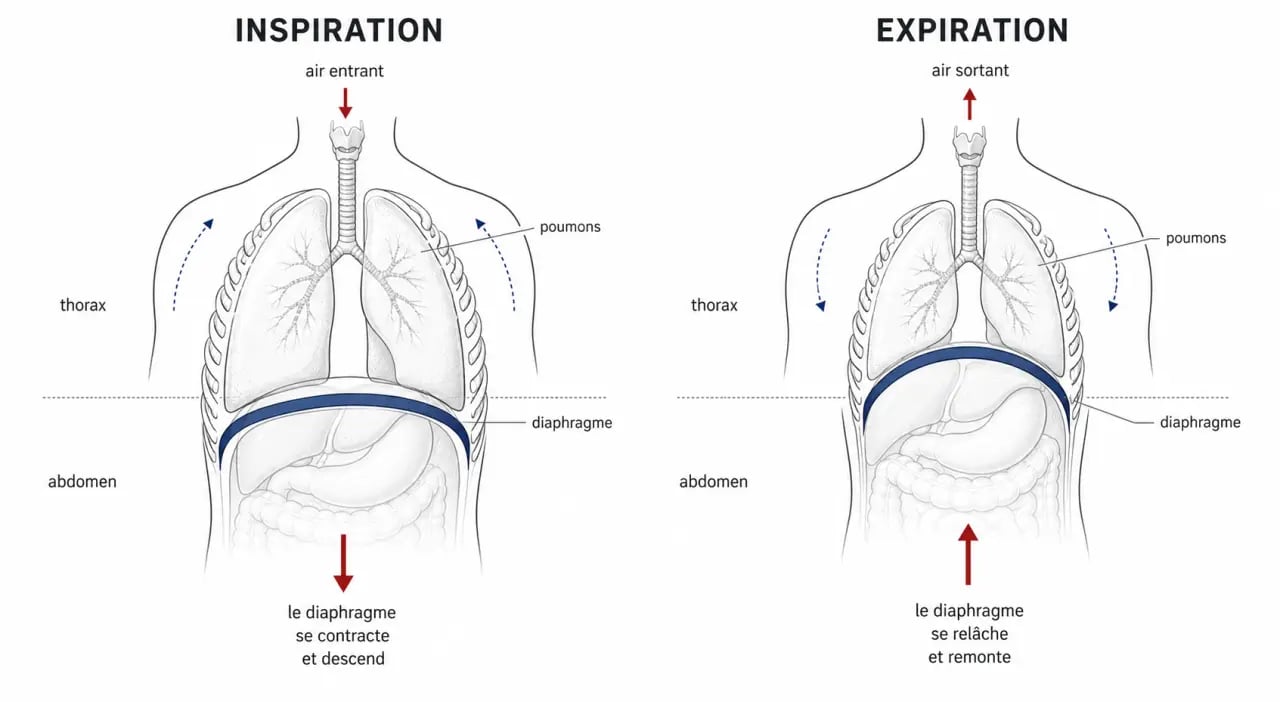 Comment detendre diaphragme : schéma du diaphragme montrant son mouvement entre thorax et abdomen pendant l’inspiration et l’expiration
